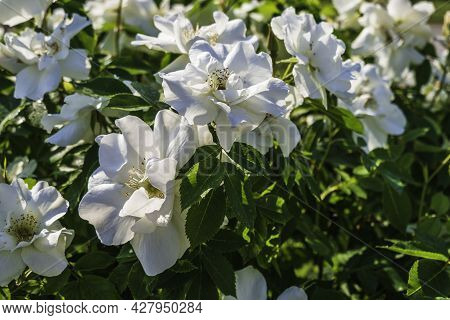White Roses Bloming In The Garden, Green Leaves As Background