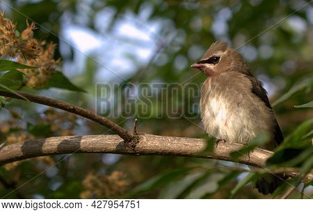 Cedar Waxwing Feeding On Berries Early Morning Sun