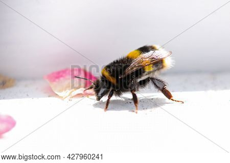 A Buff Tailed Bumblebee On A Window Sill Surrounded By Fallen Pink Petals