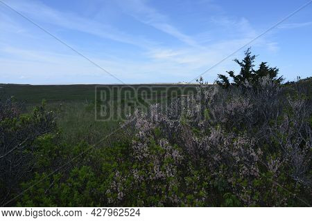 Summer Views Of Tidal Marsh And Coastal Scrub On Cape Cod.