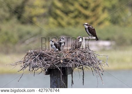 Osprey Fishing Eagle At Pitt-addington Marsh Bc Canada