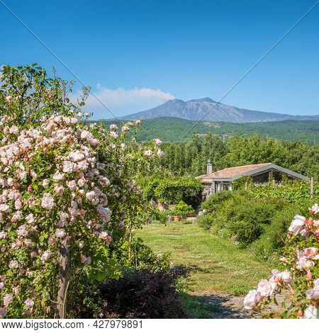 Sicilian rural landscape with small farm and Etna volcano eruption at background in Sicily, Italy. Rural Sicilian landscape. Beautiful rose bushes at foreground