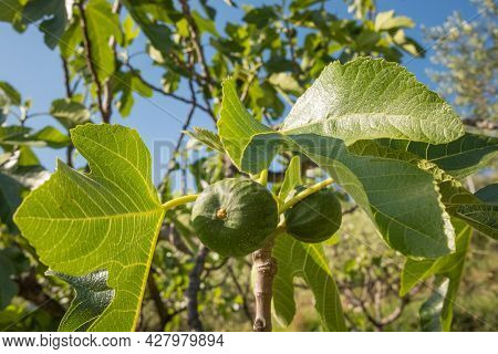 Bunch of unripe green figs on a fig tree. Agriculture. Ripening, juicy figs hanging on a branch close-up on a sunny day