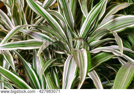Dracaena Deremensis Leaves Close Up. Close Up Of Green With White Leaves Plant Dracaena Or Dracaena 
