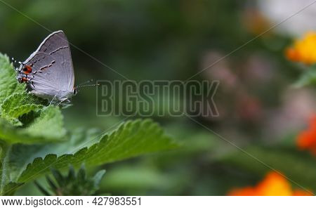 Gray Hairstreak Butterfly - Strymon Melinus On Lantana Leaf