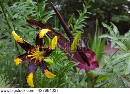 Black And Yellow Lily With Blooming Dragon Arum In Background