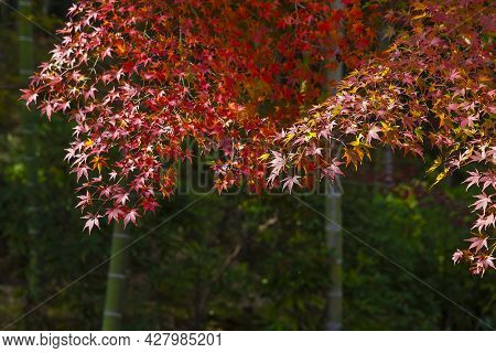 Red Maple Leaves In Forest In Kyoto, Japan In Autumn Season