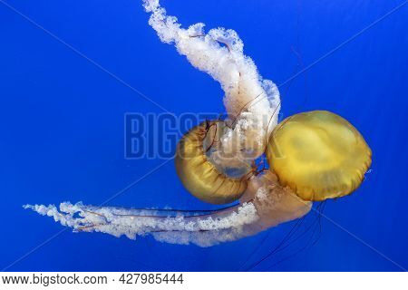 Orange Jellyfish (chrysaora Fuscescens Or Pacific Sea Nettle) In Blue Ocean Water
