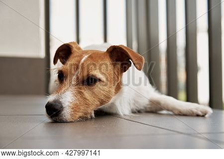 Sad Tired Dog On The Floow. Sleeping Jack Russell Terrier. Alone Pet Wait For His Owner