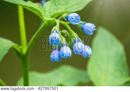 Beautiful Blue Flowers Of Symphytum Caucasicum, Also Known As The Beinwell, Blue Comfrey, Or Caucasi