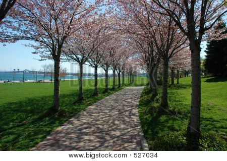 Весной деревья