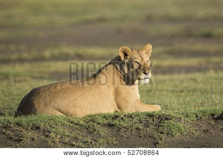 African Lioness (panthera Leo) In Tanzania
