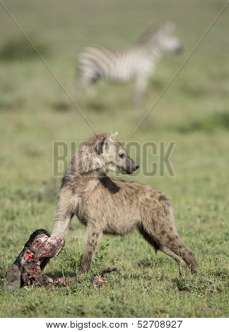 A Young Spotted Hyena With A Wildebeest Skull, Tanzania