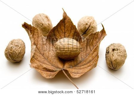 Fresh walnut with autumn leaf