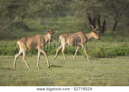 Coke's Hartebeest (alcelaphus Buselaphus Cokii) In Tanzania