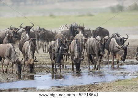 White Bearded Wildebeest On The Migration Drinking Water. Tanzania