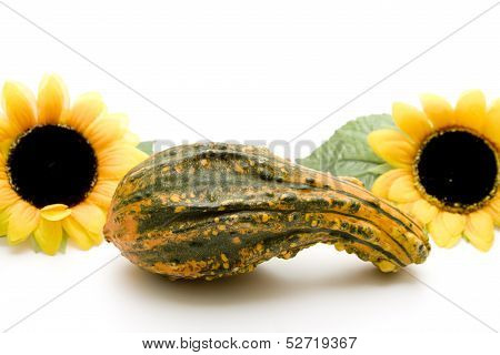 Pumpkin with sunflower