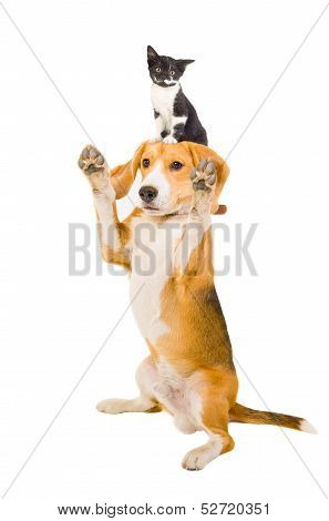 Playful dog with a kitten on the head