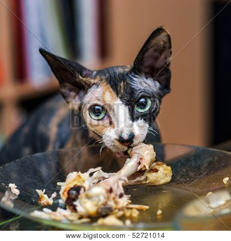 Sphinx Cat Eating Chicken