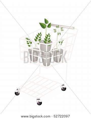 Four Evergreen Plants In A Shopping Cart