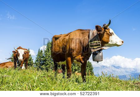 Alpine Cows