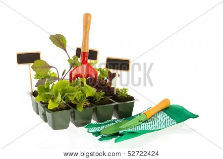 Vegetable and herb plants in plastic container