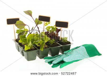 Vegetable and herb plants in plastic container