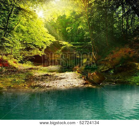 Beautiful forest at noon against the bright sunlight
