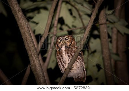 Eastern Screech Owl
