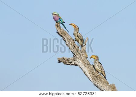 Lilac Breasted Roller And Two Yellow Billed Hornbills