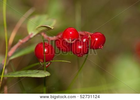 lingonberries