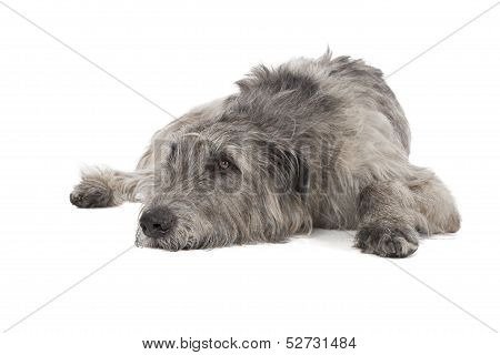 Irish Wolfhound