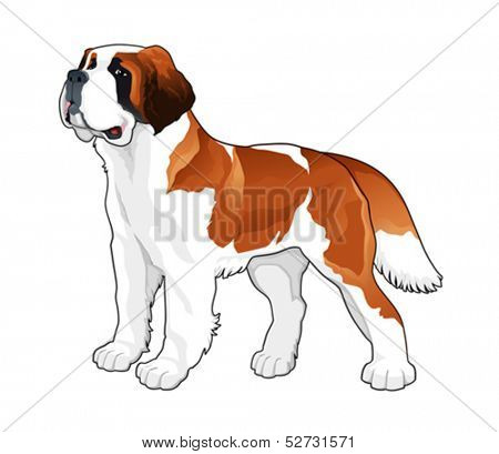 Saint Bernard. Vector isolated dog.