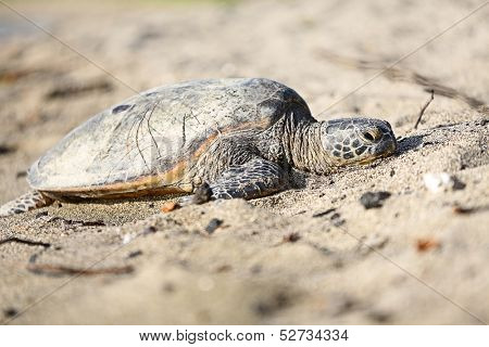 Turtle. Hawaiian sea turtles resting in beach sand relaxed, calm, safe on Big Island, Hawaii, USA.