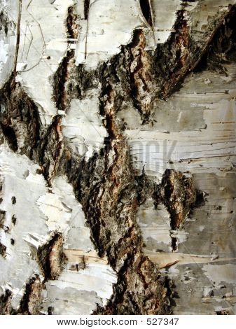 Birkebark 1