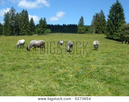 Cows In Mountain