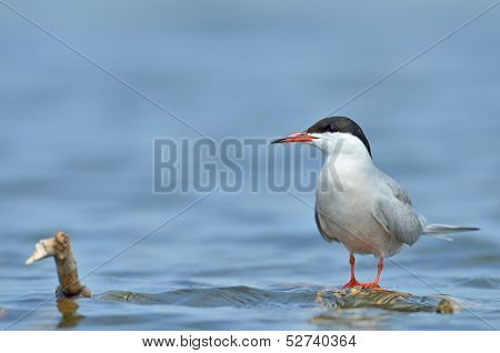 Common tern (sterna hirundo)