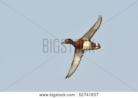 Ferruginous Duck - Aythya nyroca