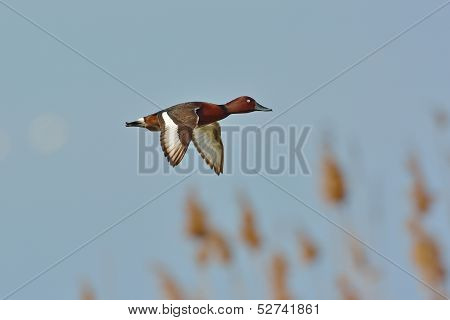 Ferruginous Duck (Aythya nyroca)