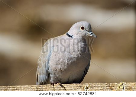 Eurasian Collared-Dove (Streptopelia decaocto)