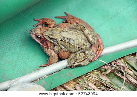 Two mating frogs