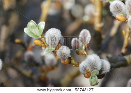Pussy Willow Catkins