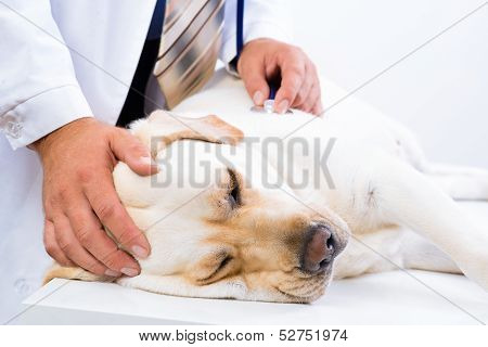 vet checks the health of a dog