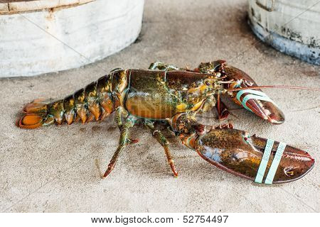Live lobster
