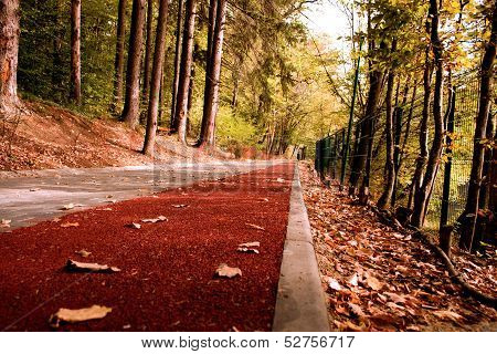 Path In The Forest With Bike Stripe