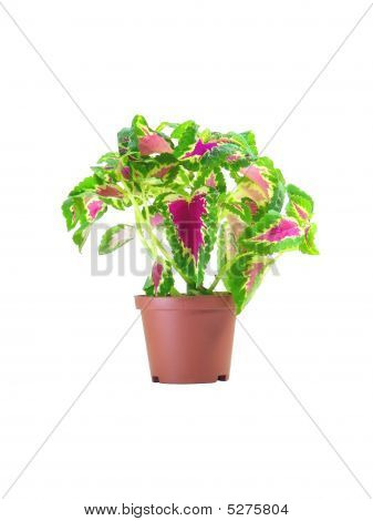 Coleus Blumei