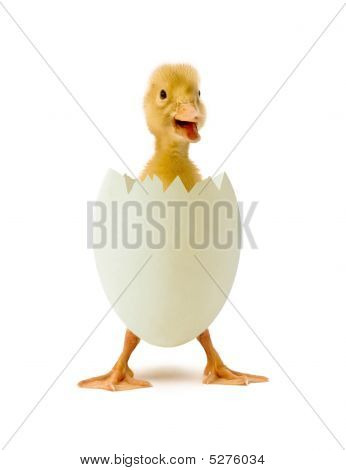 Patito