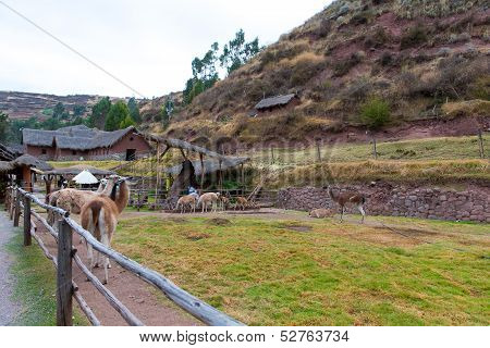 Farm Of Llama,alpaca,vicuna In Peru,south America. Andean Animal.llama Is South American Camelid
