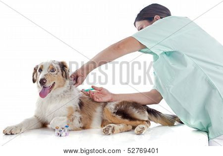 Australian Shepherd And Vet