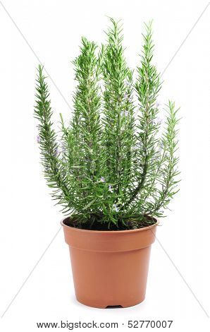a rosemary plant in a flowerpot on a white background